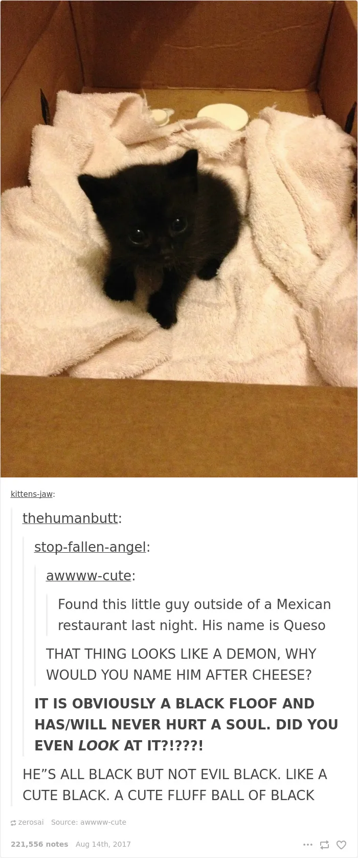 136 Cat Posts On Tumblr That Are Impossible Not To Laugh At