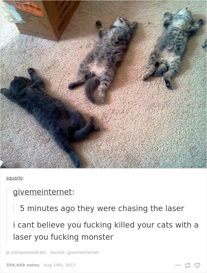 136 Cat Posts On Tumblr That Are Impossible Not To Laugh At