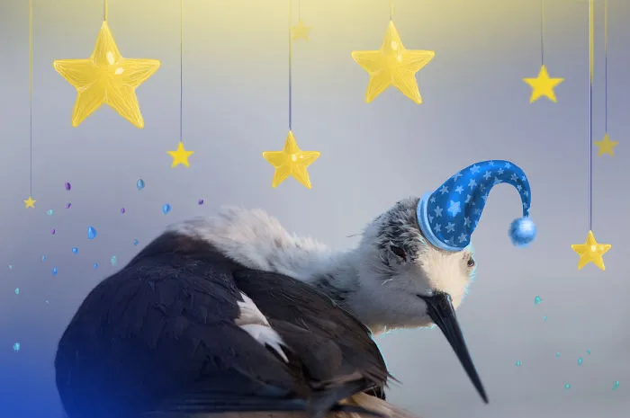 We Combine Illustration And Photography To Reveal The Secret Stories Of Wild Animals