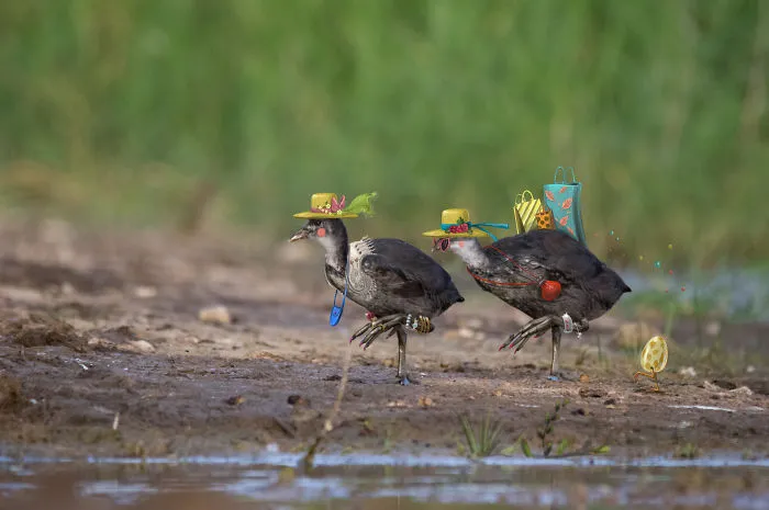 We Combine Illustration And Photography To Reveal The Secret Stories Of Wild Animals
