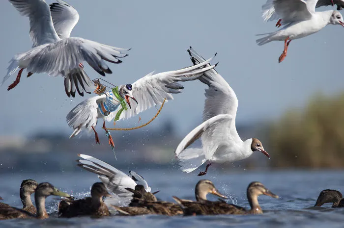 We Combine Illustration And Photography To Reveal The Secret Stories Of Wild Animals