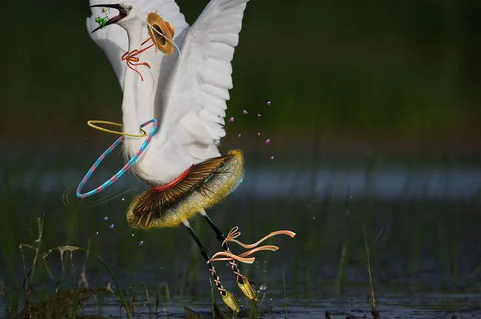 We Combine Illustration And Photography To Reveal The Secret Stories Of Wild Animals