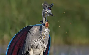 We Combine Illustration And Photography To Reveal The Secret Stories Of Wild Animals