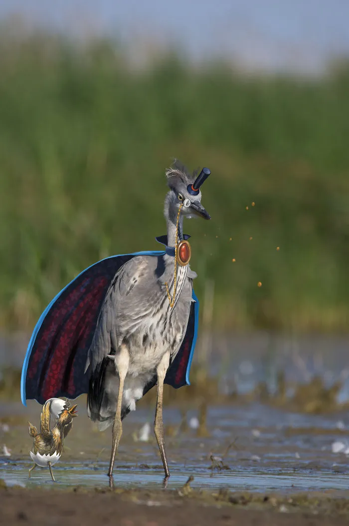 We Combine Illustration And Photography To Reveal The Secret Stories Of Wild Animals