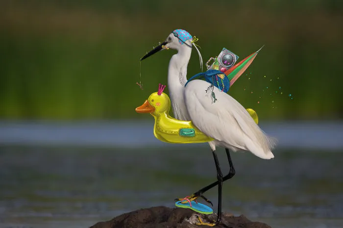 We Combine Illustration And Photography To Reveal The Secret Stories Of Wild Animals