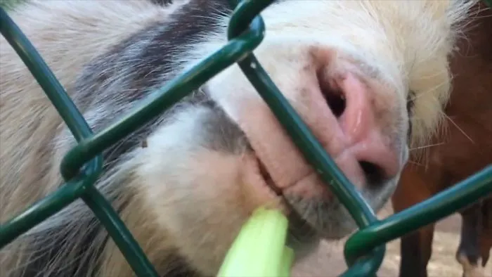This Video With Eating Animals Will Show You The Point Of View Of Food