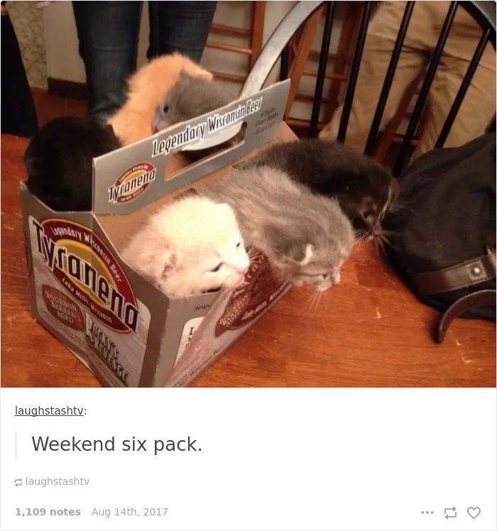 136 Cat Posts On Tumblr That Are Impossible Not To Laugh At