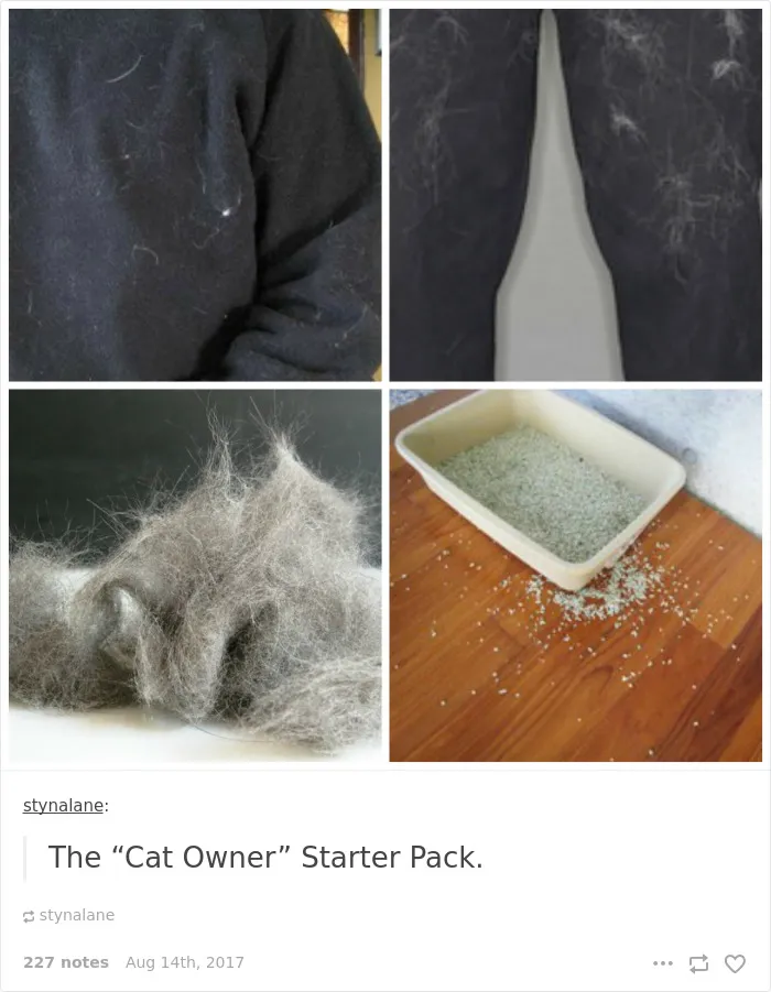 136 Cat Posts On Tumblr That Are Impossible Not To Laugh At