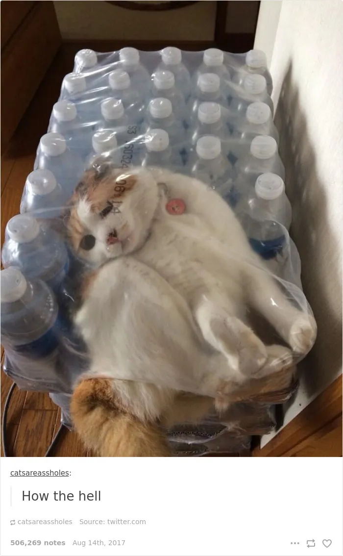 136 Cat Posts On Tumblr That Are Impossible Not To Laugh At
