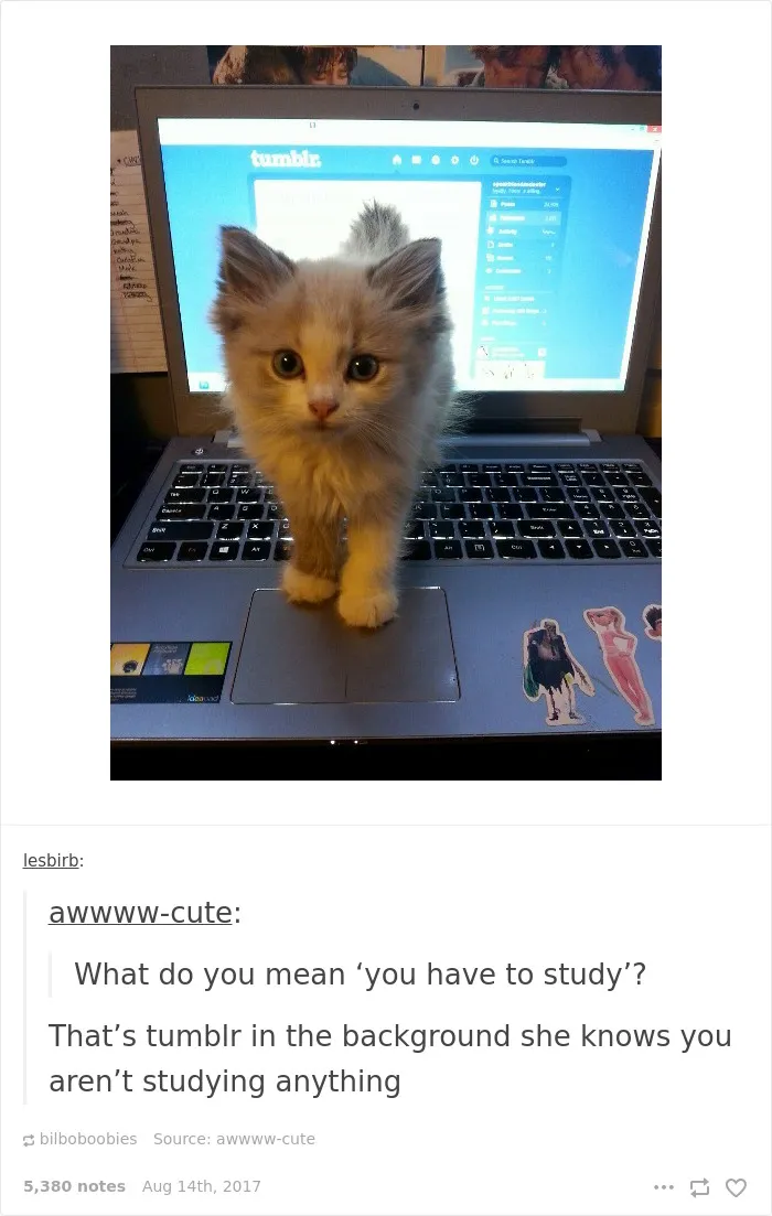 136 Cat Posts On Tumblr That Are Impossible Not To Laugh At