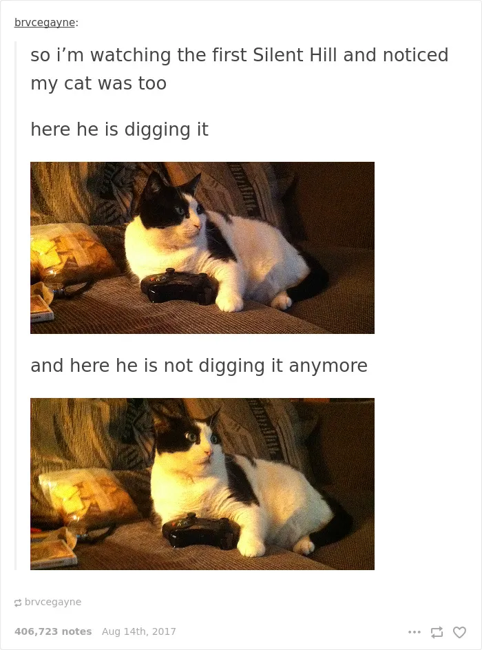 136 Cat Posts On Tumblr That Are Impossible Not To Laugh At