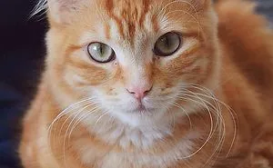 My Daughter's Cat