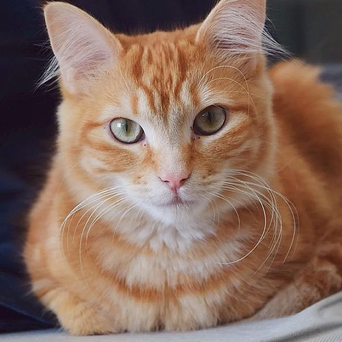 My Daughter's Cat