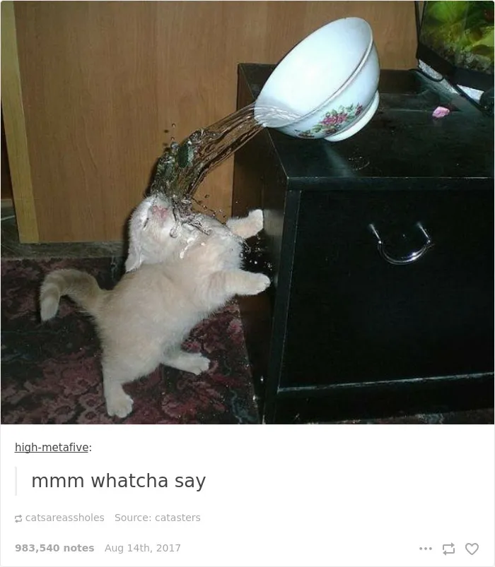 136 Cat Posts On Tumblr That Are Impossible Not To Laugh At
