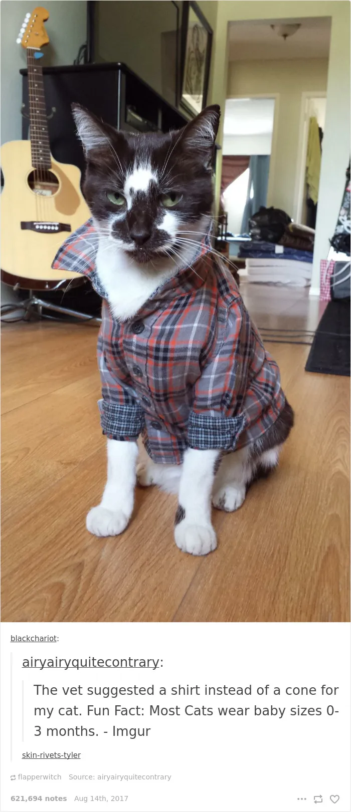 136 Cat Posts On Tumblr That Are Impossible Not To Laugh At
