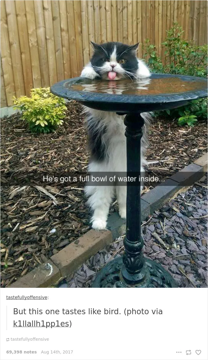 136 Cat Posts On Tumblr That Are Impossible Not To Laugh At