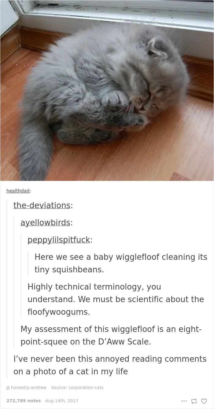 136 Cat Posts On Tumblr That Are Impossible Not To Laugh At