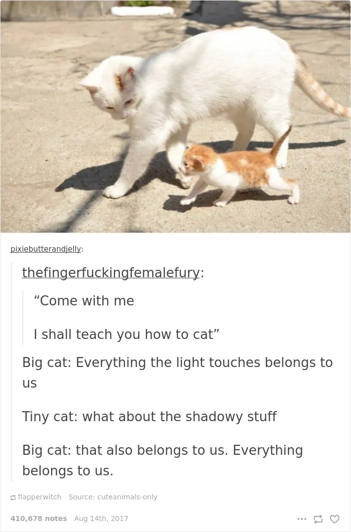 136 Cat Posts On Tumblr That Are Impossible Not To Laugh At