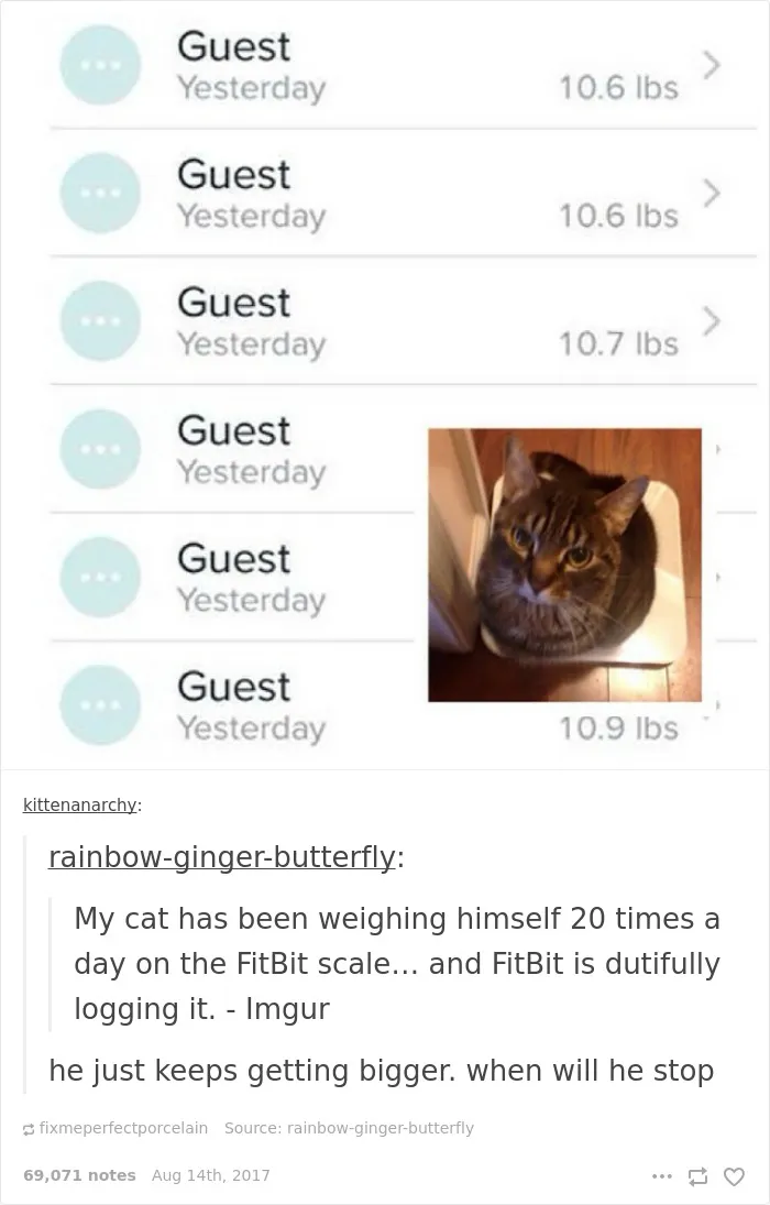 136 Cat Posts On Tumblr That Are Impossible Not To Laugh At