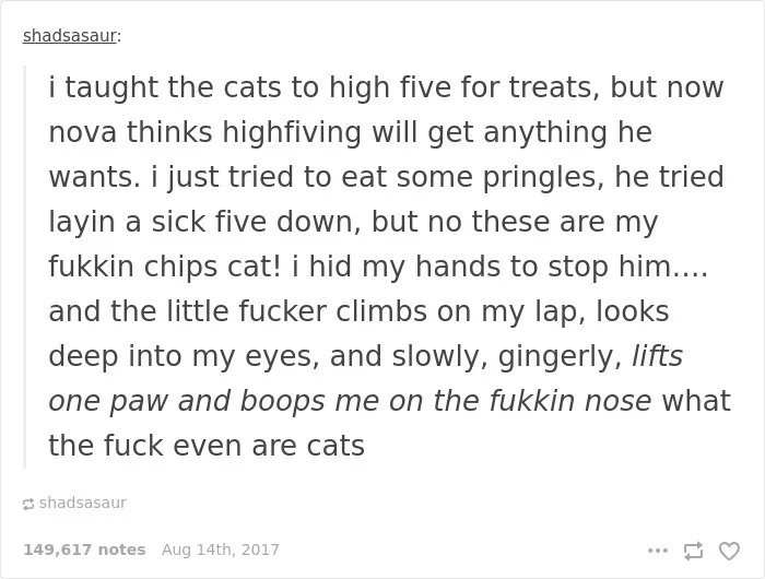 136 Cat Posts On Tumblr That Are Impossible Not To Laugh At
