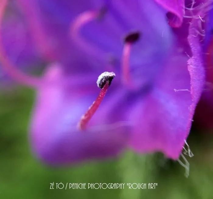 I Spend Hours Every Week Photographing This Small Beauties