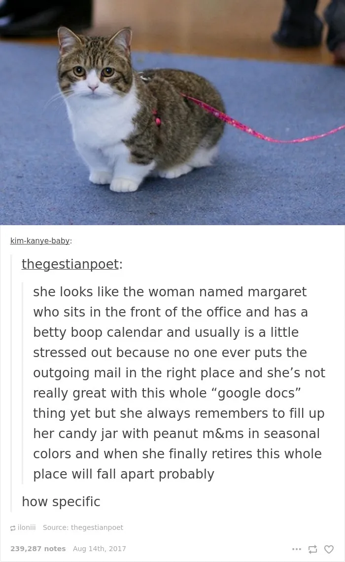 136 Cat Posts On Tumblr That Are Impossible Not To Laugh At