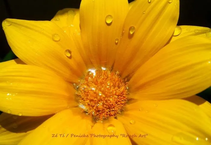 I Spend Hours Every Week Photographing This Small Beauties