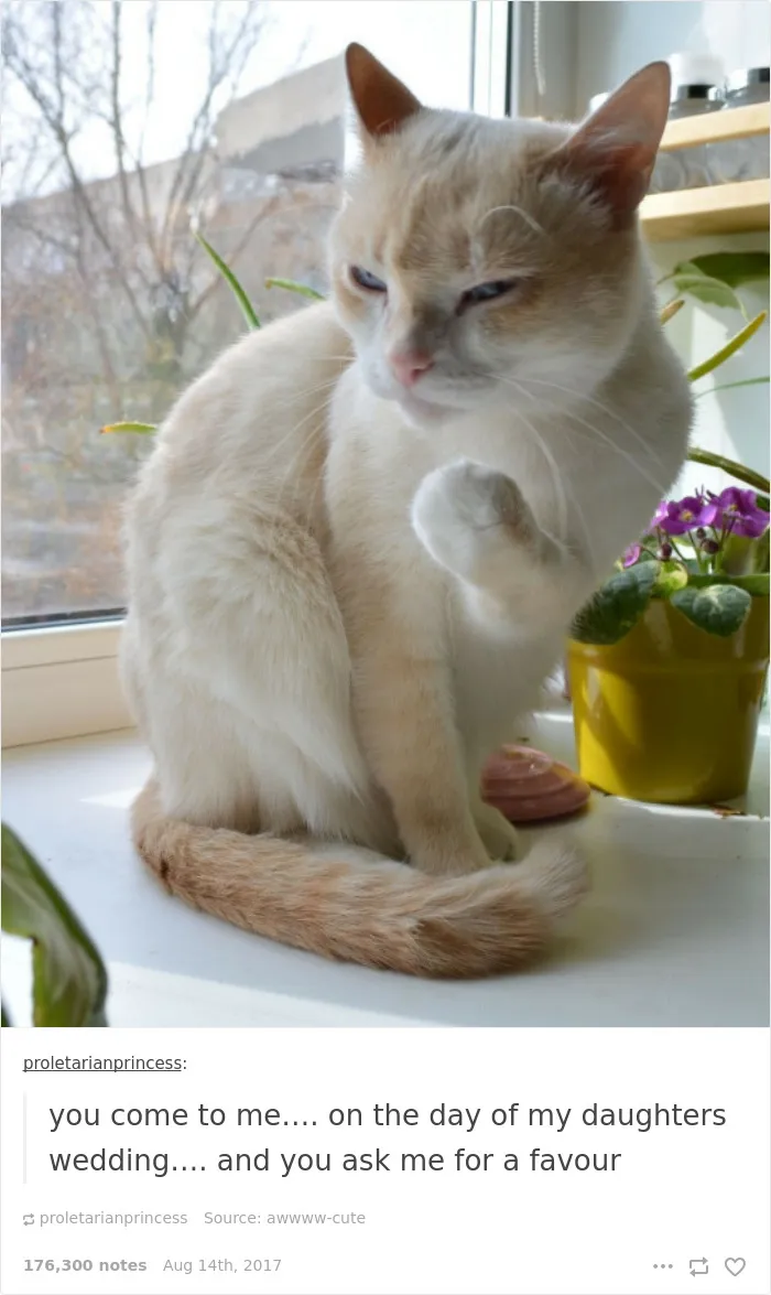 136 Cat Posts On Tumblr That Are Impossible Not To Laugh At