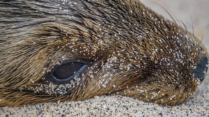 Sandy Face