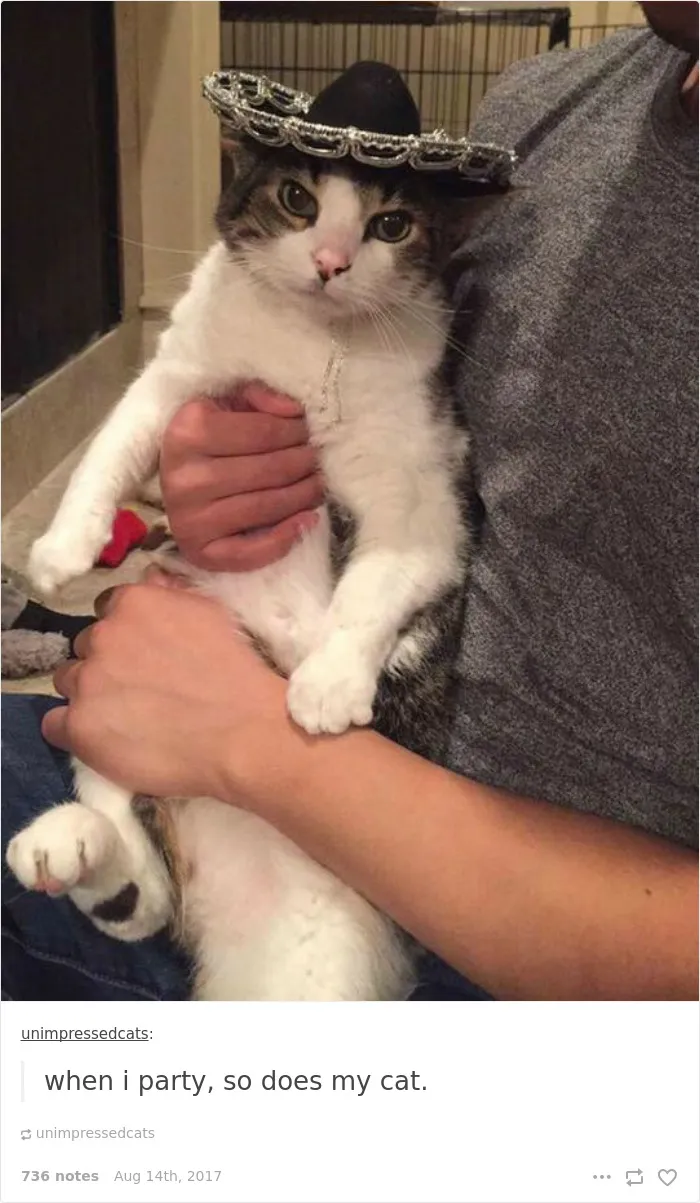 136 Cat Posts On Tumblr That Are Impossible Not To Laugh At