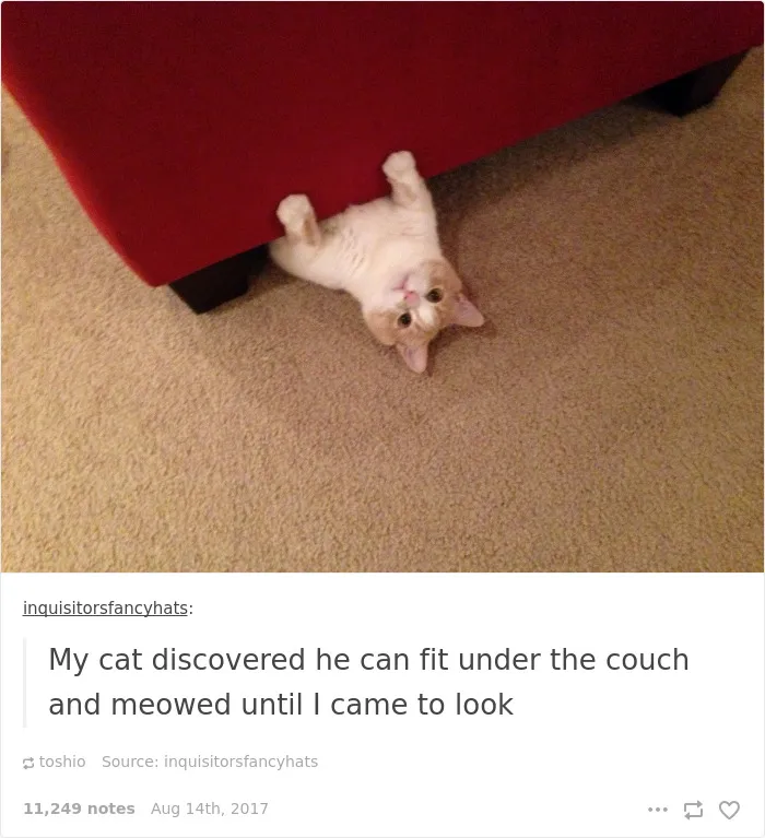 136 Cat Posts On Tumblr That Are Impossible Not To Laugh At