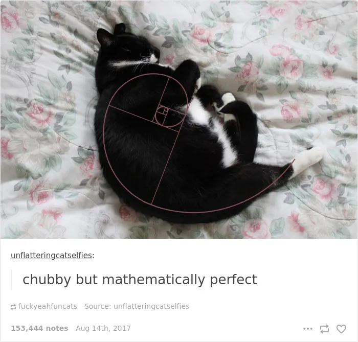 136 Cat Posts On Tumblr That Are Impossible Not To Laugh At
