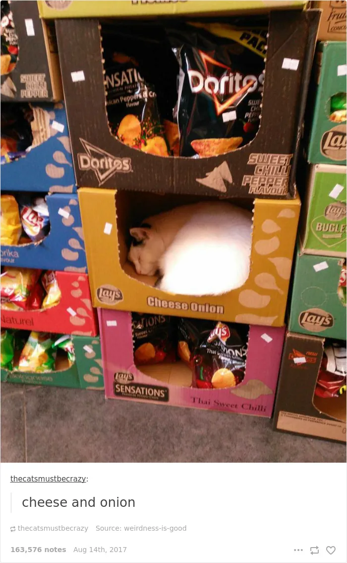 136 Cat Posts On Tumblr That Are Impossible Not To Laugh At