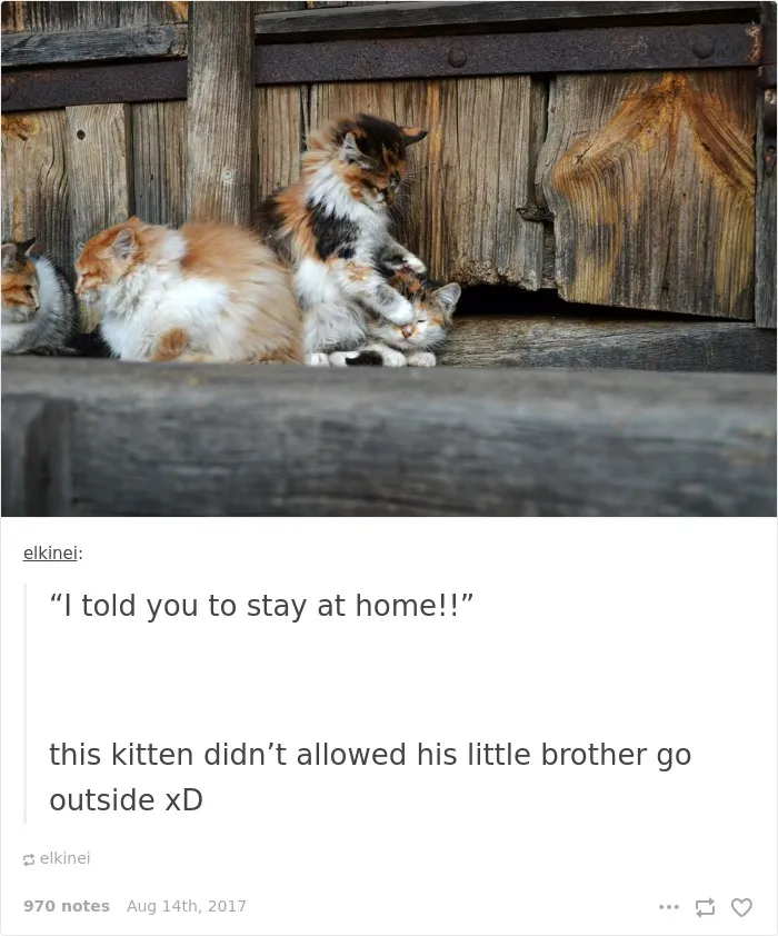 136 Cat Posts On Tumblr That Are Impossible Not To Laugh At