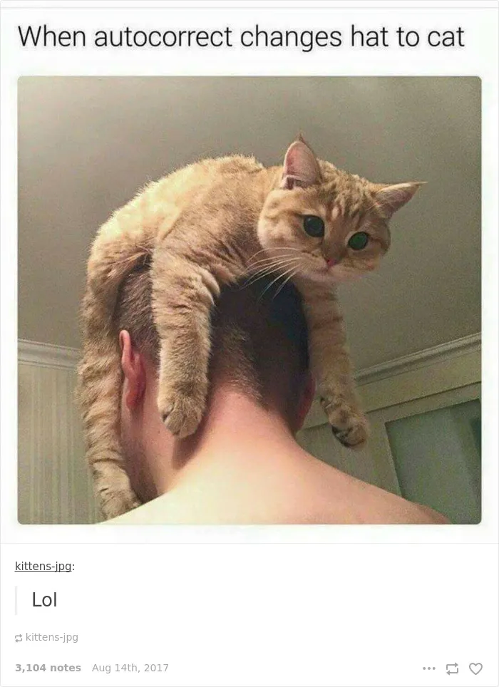 136 Cat Posts On Tumblr That Are Impossible Not To Laugh At