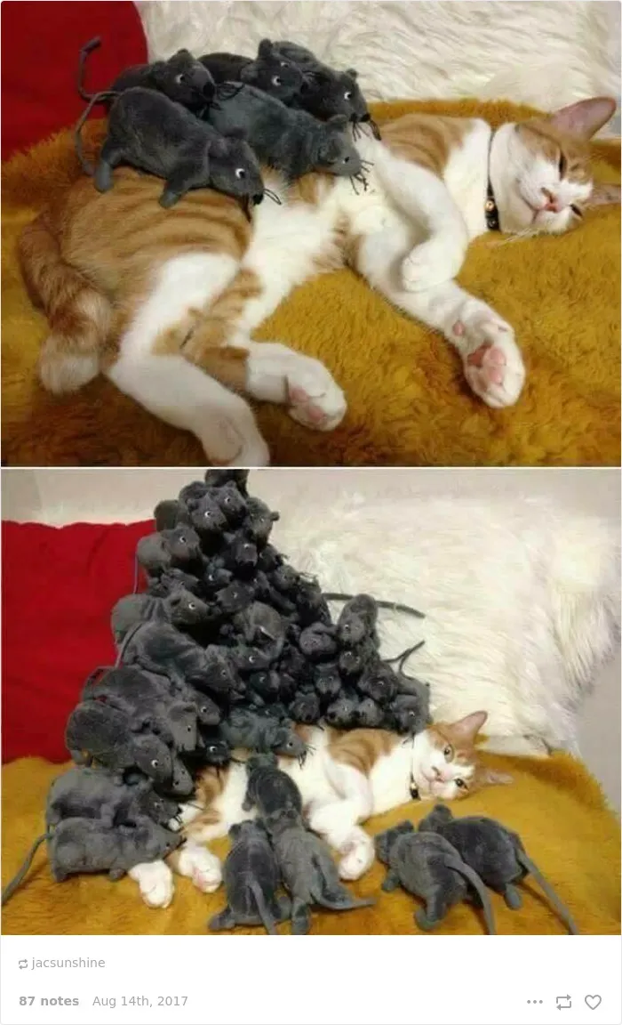 136 Cat Posts On Tumblr That Are Impossible Not To Laugh At