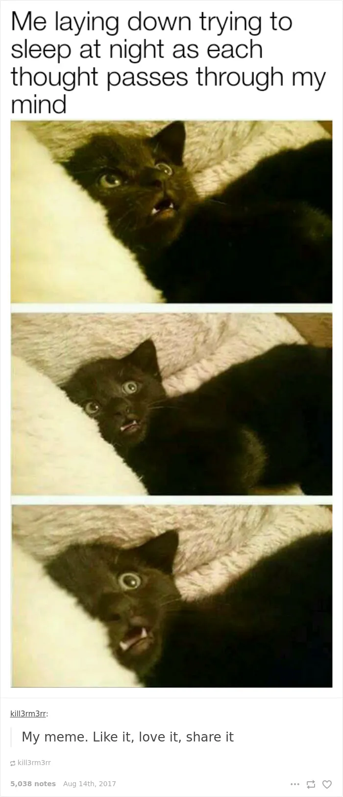 136 Cat Posts On Tumblr That Are Impossible Not To Laugh At