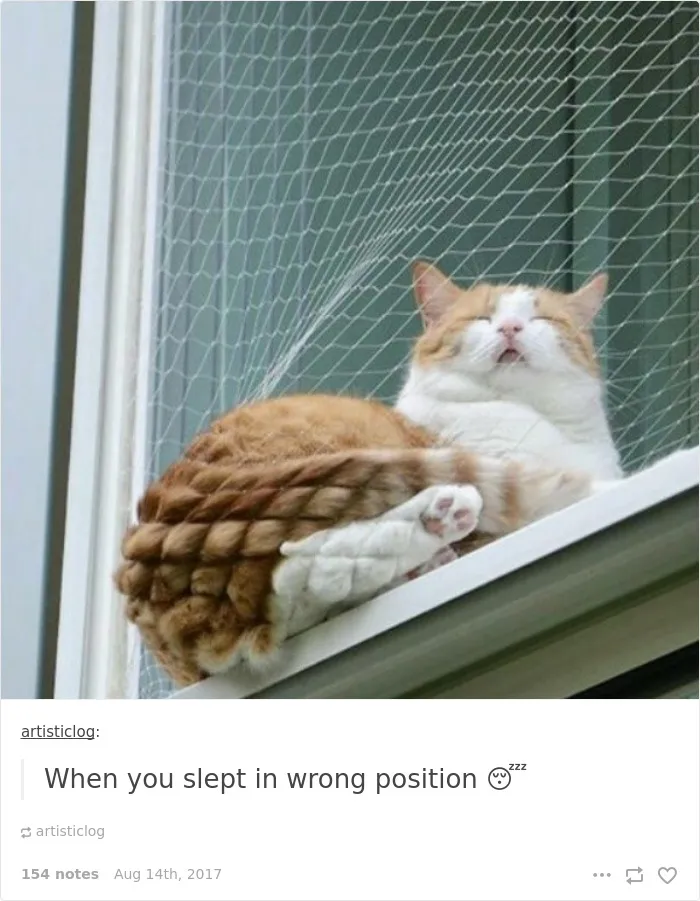 136 Cat Posts On Tumblr That Are Impossible Not To Laugh At