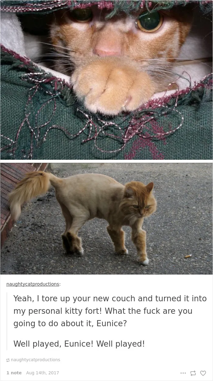 136 Cat Posts On Tumblr That Are Impossible Not To Laugh At