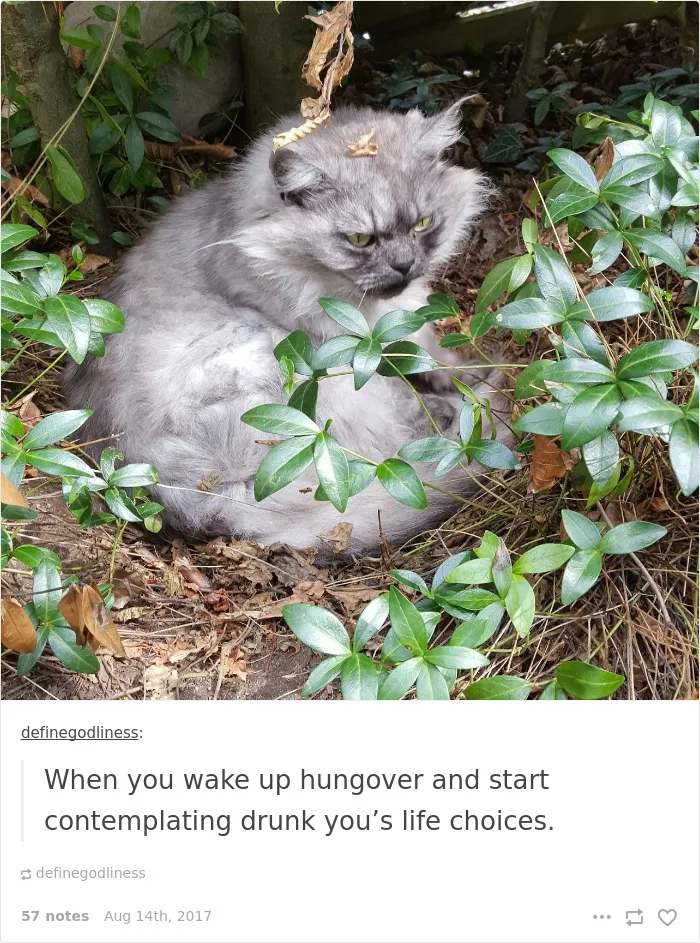 136 Cat Posts On Tumblr That Are Impossible Not To Laugh At