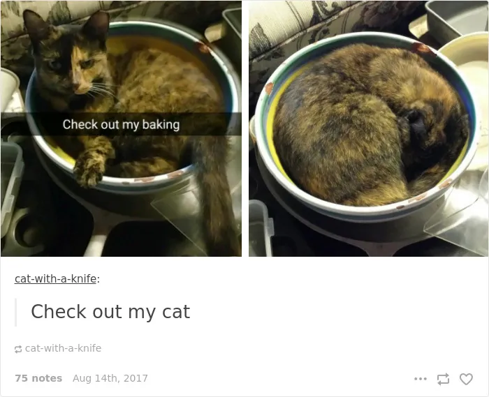 136 Cat Posts On Tumblr That Are Impossible Not To Laugh At