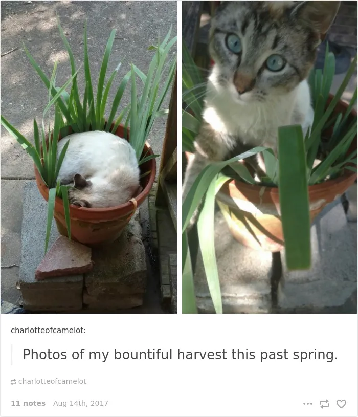 136 Cat Posts On Tumblr That Are Impossible Not To Laugh At
