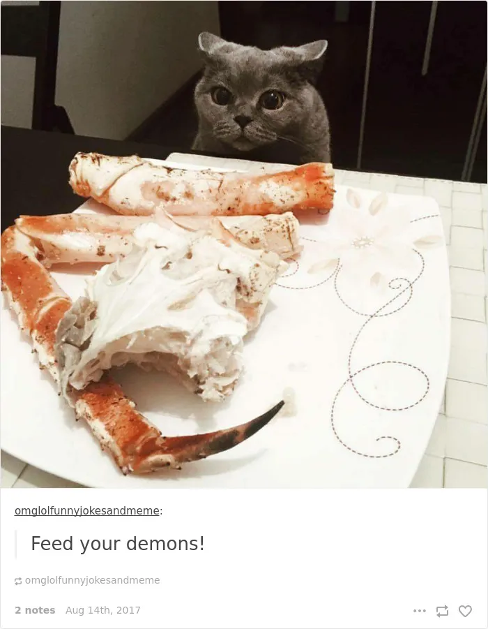 136 Cat Posts On Tumblr That Are Impossible Not To Laugh At
