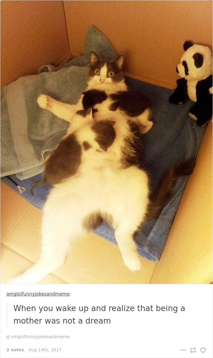136 Cat Posts On Tumblr That Are Impossible Not To Laugh At