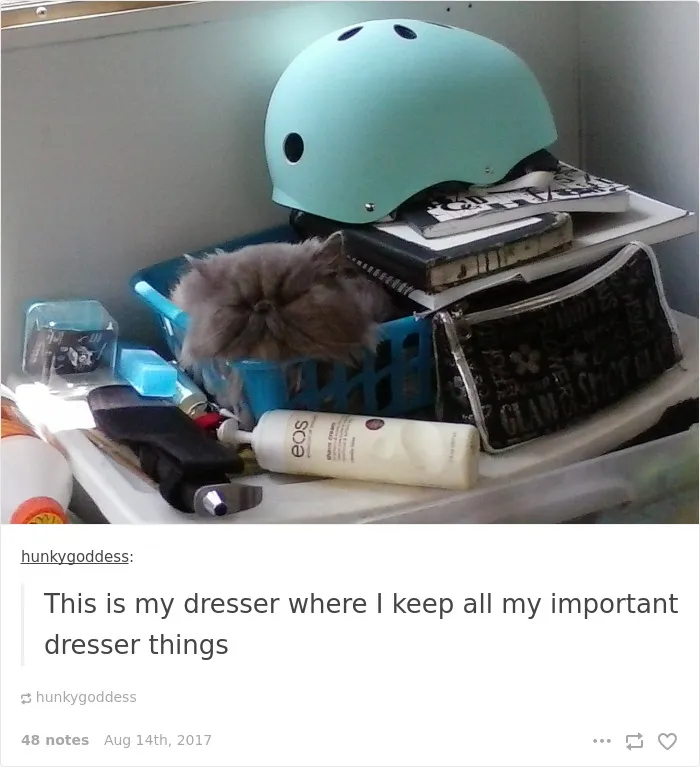 136 Cat Posts On Tumblr That Are Impossible Not To Laugh At