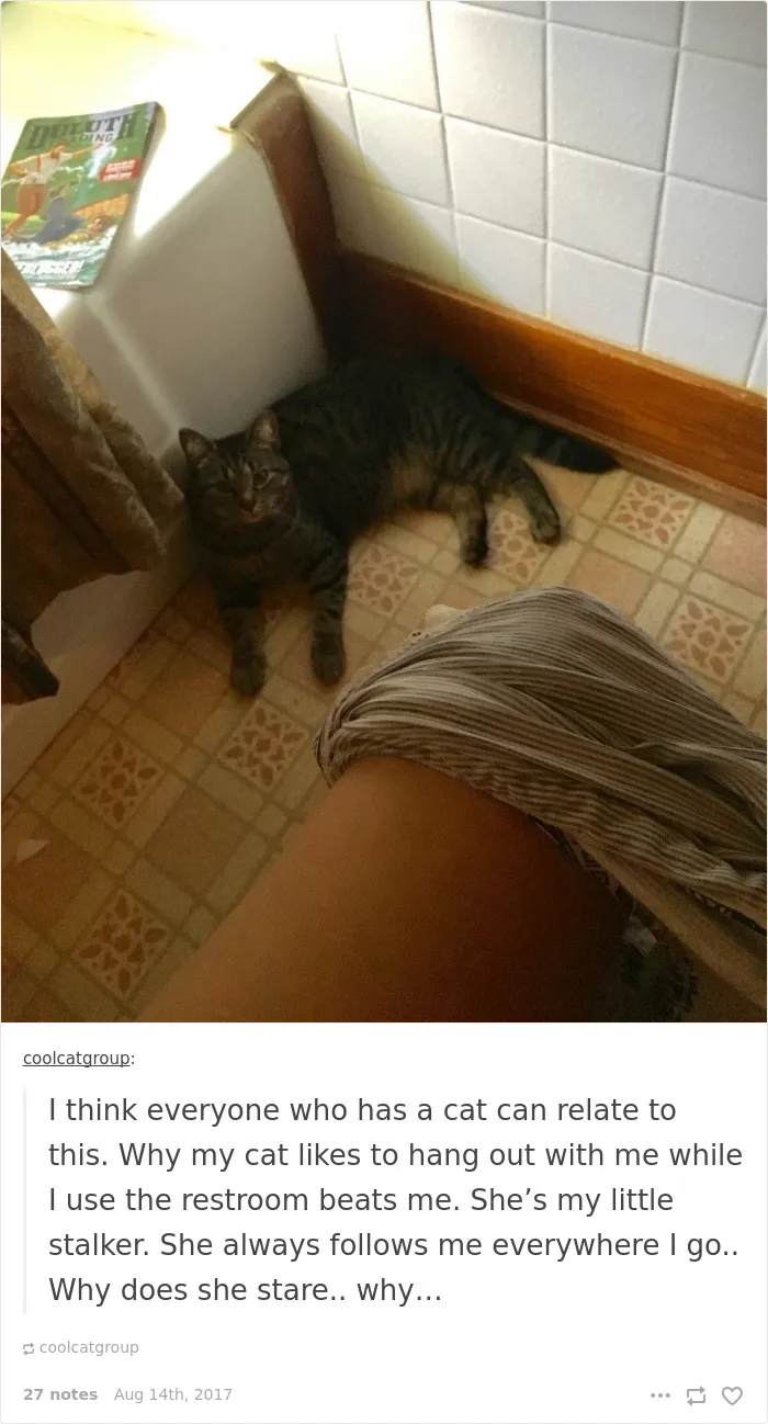 136 Cat Posts On Tumblr That Are Impossible Not To Laugh At
