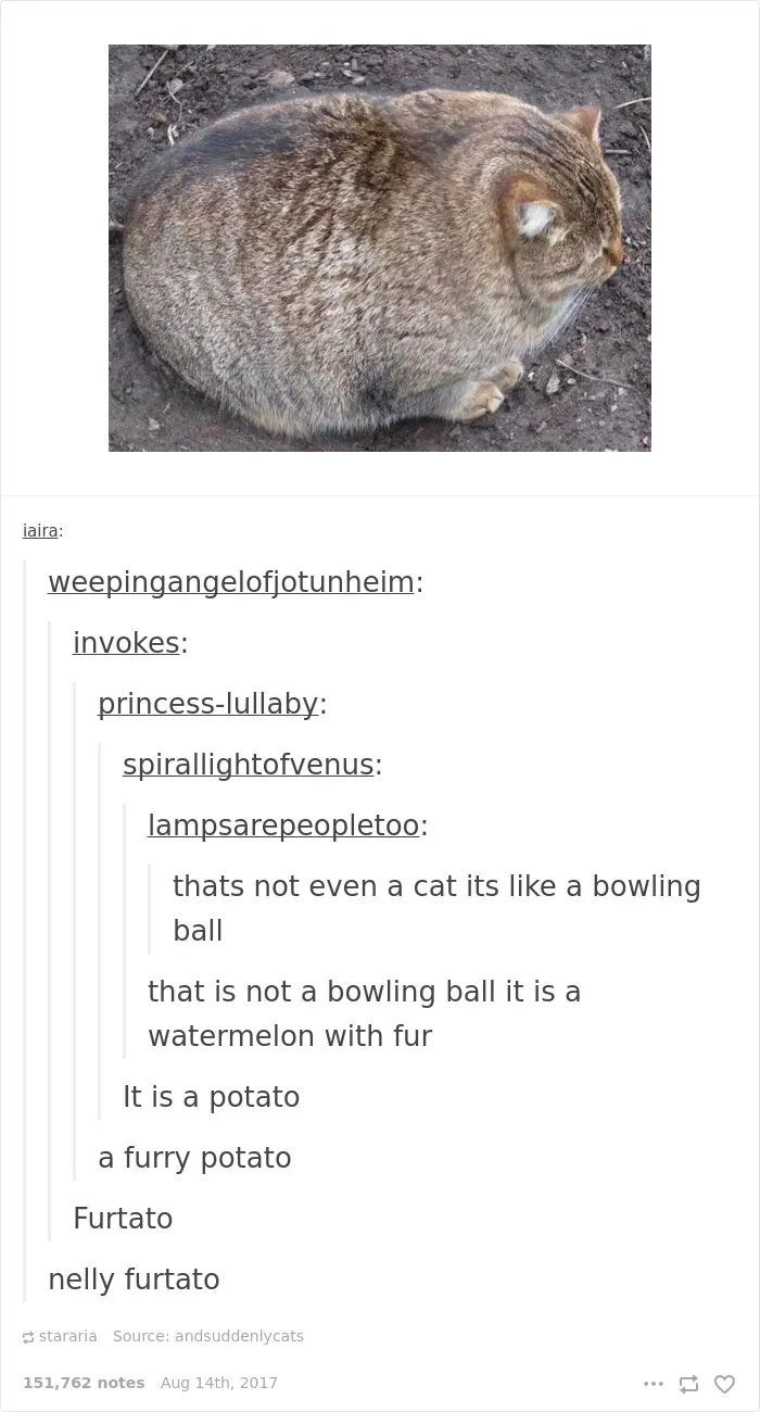 136 Cat Posts On Tumblr That Are Impossible Not To Laugh At
