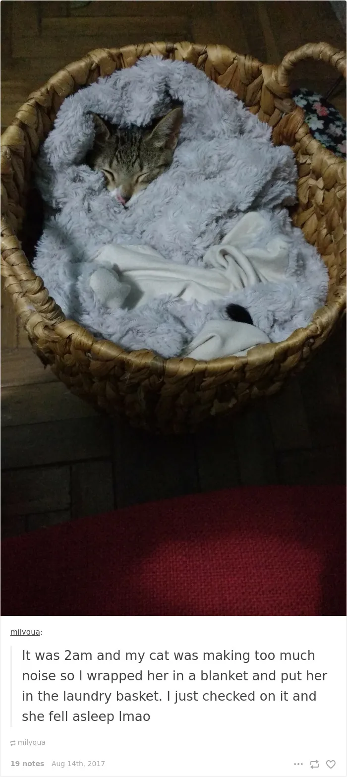 136 Cat Posts On Tumblr That Are Impossible Not To Laugh At