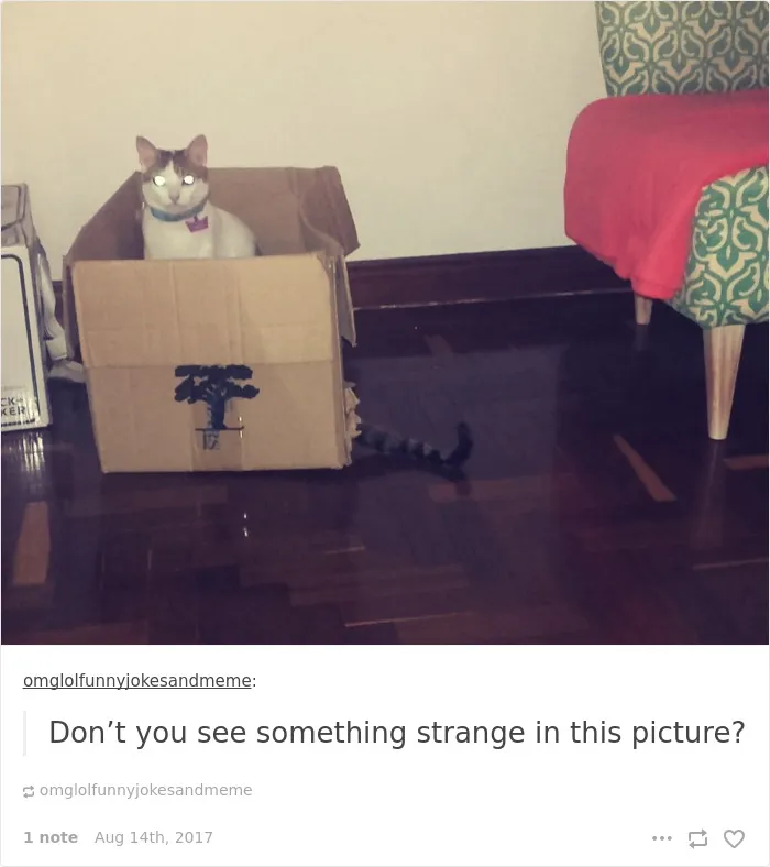 136 Cat Posts On Tumblr That Are Impossible Not To Laugh At
