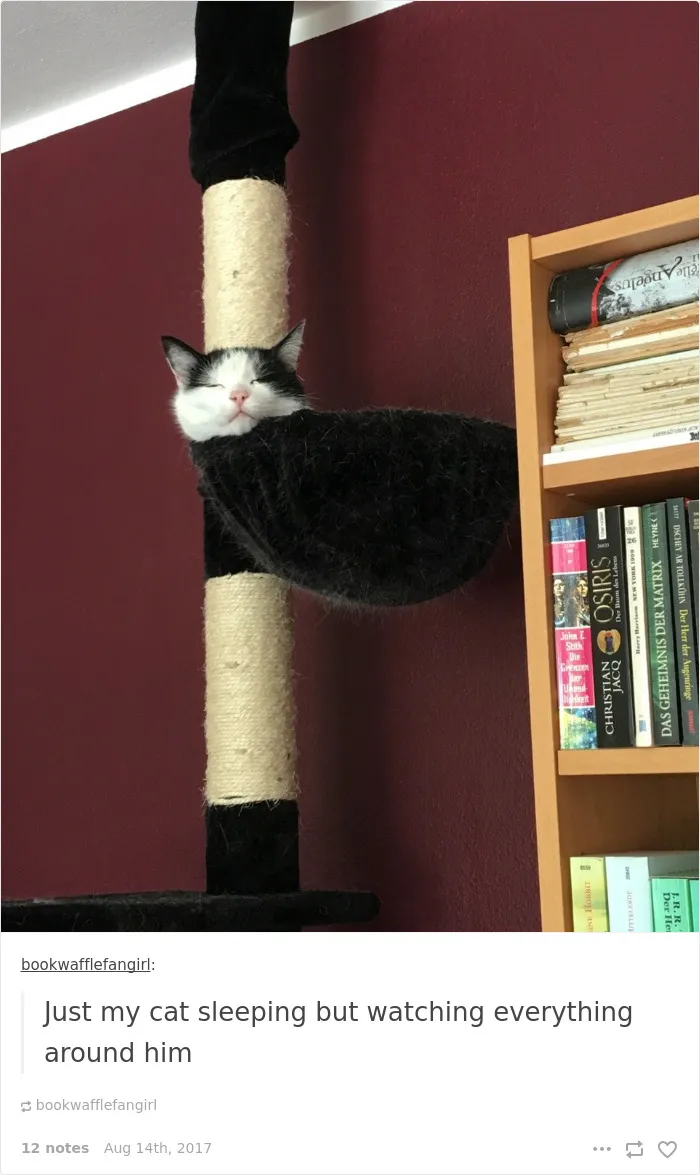 136 Cat Posts On Tumblr That Are Impossible Not To Laugh At